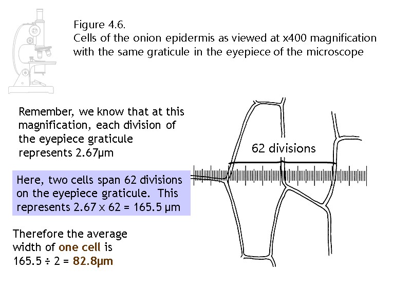 Figure 4.6.   Cells of the onion epidermis as viewed at x400 magnification